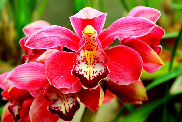 orchid of Kaziranga National Park