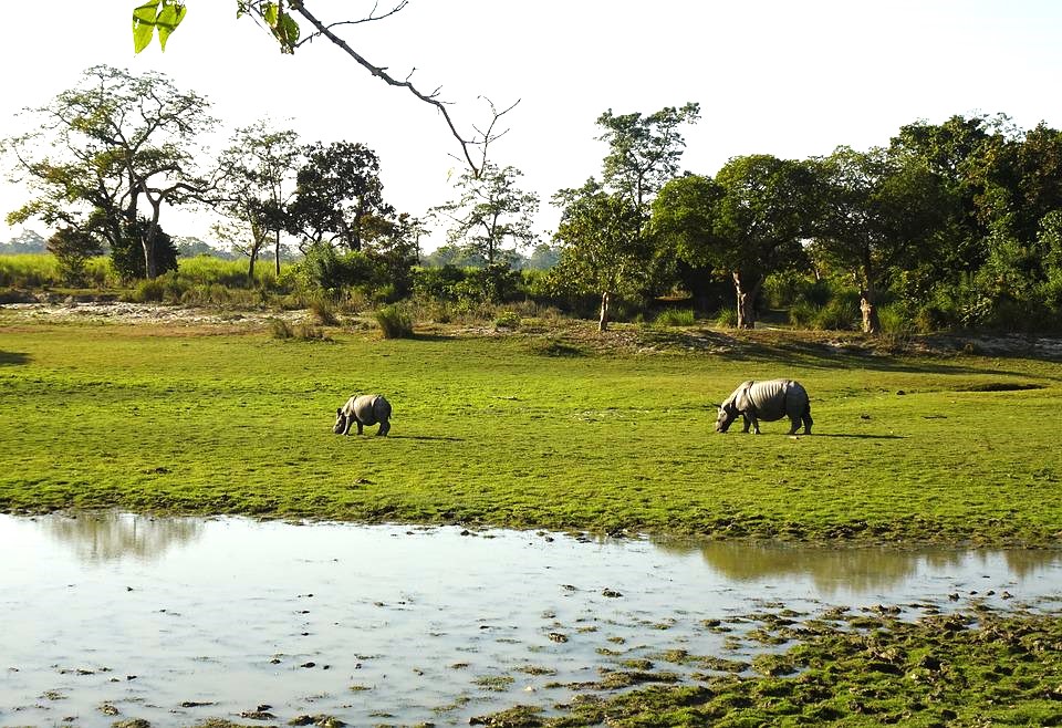 one-horn rhinos in Kaziranga National Park