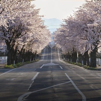 Shilllong Cherry Blossom Festival 2026