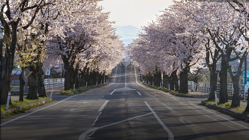 Shilllong Cherry Blossom Festival 2026