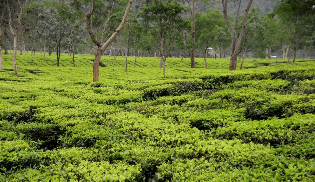 Top 10 Places to Visit Near Kaziranga TheUnexplored Blog