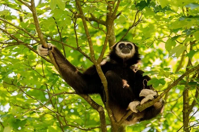 Namdapha National Park